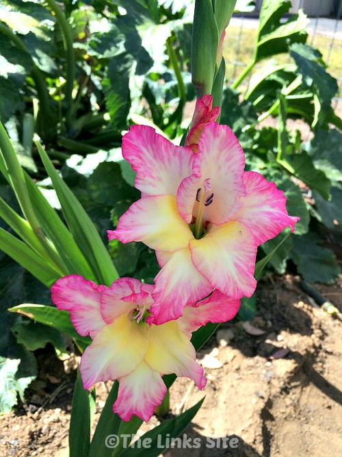 The gladioli that we planted in the vegetable garden attract the bees!