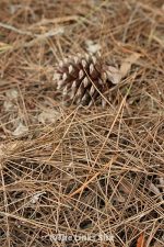 Benefits of Using Pine Needles as Mulch | The Links Site