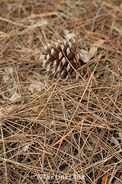 Pine cone and pine needles scattered on the ground.
