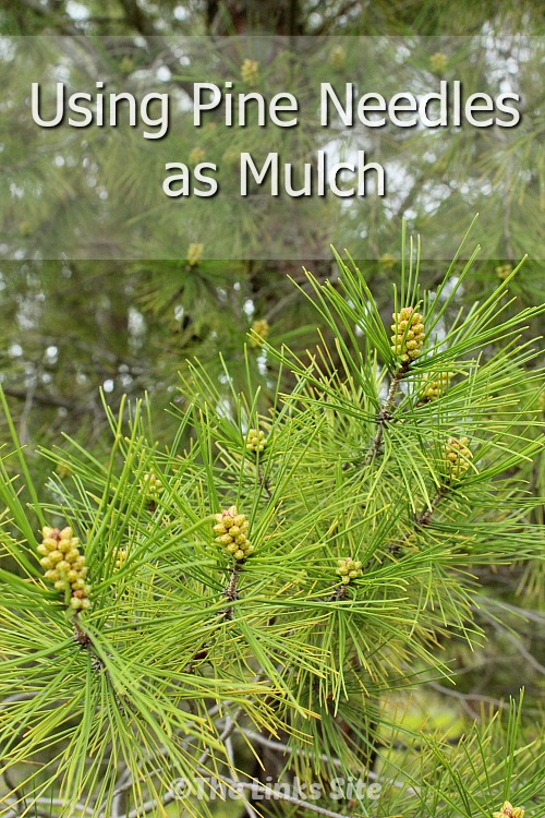 Pine tree branches. Text overlay says: Using Pine Needles as Mulch.