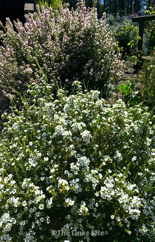 Image shows two diosma plants. The plant in the foreground has small white flowers while the one in the background is covered in small pink flowers.