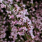 I am a big fan of plants like the thryptomene that attract bees and butterflies to the garden but don’t require a lot of work! thelinkssite.com