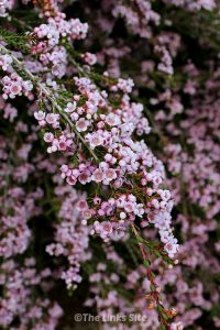 I am a big fan of plants like the thryptomene that attract bees and butterflies to the garden but don’t require a lot of work! thelinkssite.com