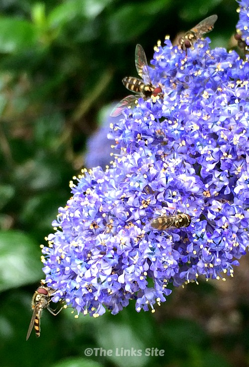 Close up of a California lilac flower that has several hoverflies visiting it.