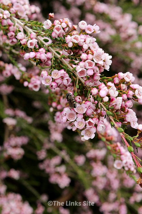 Close up of pink thryptomene flowers where a hoverfly is visible.