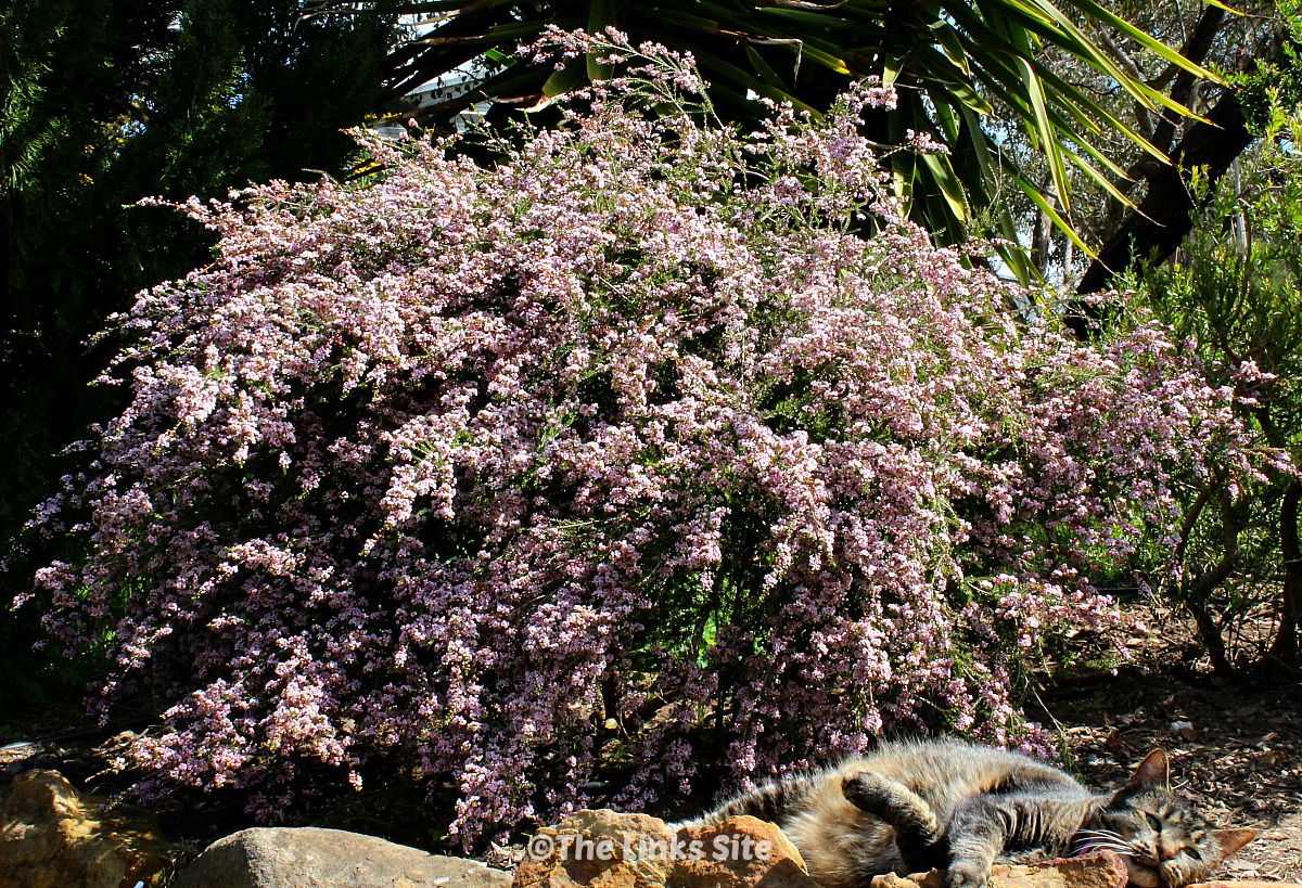 Pretty thryptomene shrub covered in small pink flowers. A tabby cat can be seen lying in the sun in front of the plant.