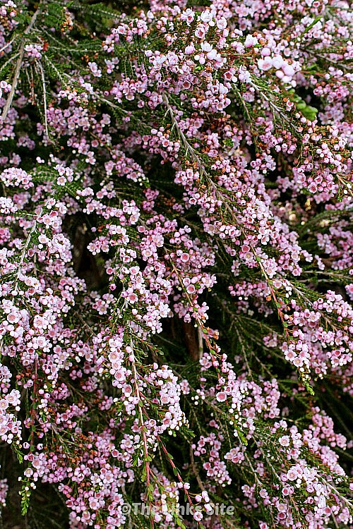 Thryptomene shrub covered in masses of pale pink flowers.