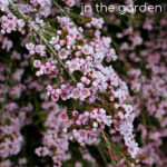 A close up view of the plant showing masses of pretty pale pink flowers. Text overlay says: Growing Thryptomene in the garden.