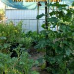 A view of some of the vegetable garden from underneath the shade cloth. Potato, carrot, cucumber, and bean plants can be seen. Tall garden stakes can be seen propping up the slightly sagging shade cloth. Text overlay says: How I Shade My Veggie Patch From the Hot Summer Sun!
