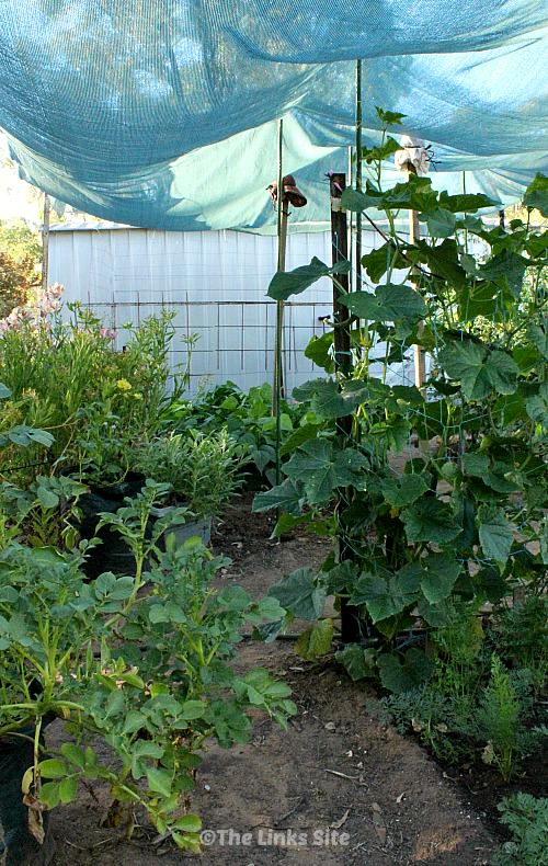 A view of some of the vegetable garden from underneath the shade cloth. Potato, carrot, cucumber, and bean plants can be seen. Tall garden stakes can be seen propping up the slightly sagging shade cloth.