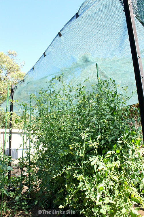 Tomato plants being shaded by shade cloth in the veggie patch. The shade cloth is clipped onto a wire frame that is attached to steel posts. The weather looks hot with sunlight streaming in from the left of the photo and blue sky visible. 