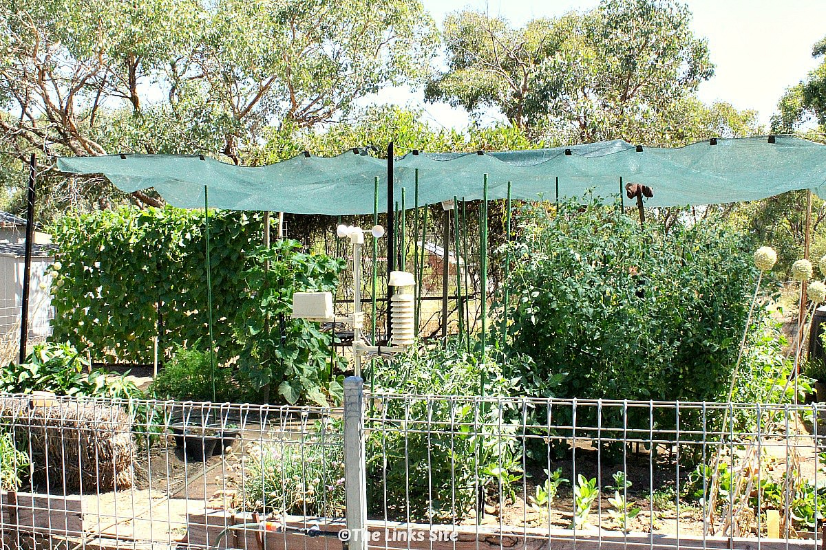 Wide angle view of a vegetable garden that is shaded by a large piece of shade cloth. Tomato, cucumber, capsicum, carrot, and bean plants can be seen. A wire garden fence can be seen in the foreground and large gum trees can be seen in the background.