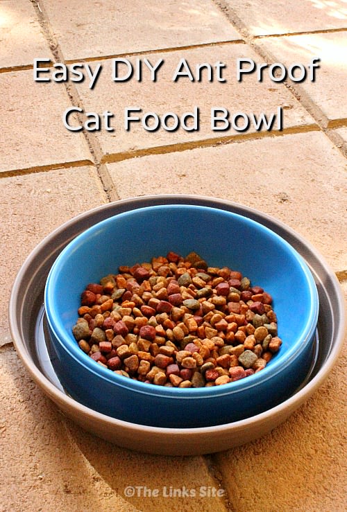 Diy dry cat outlet food