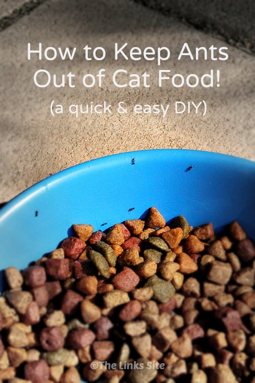 Blue bowl containing dry cat food with small black ants walking around the edge of the bowl. Text overlay says: How to Keep Ants Out of Cat Food! (a quick & easy DIY).