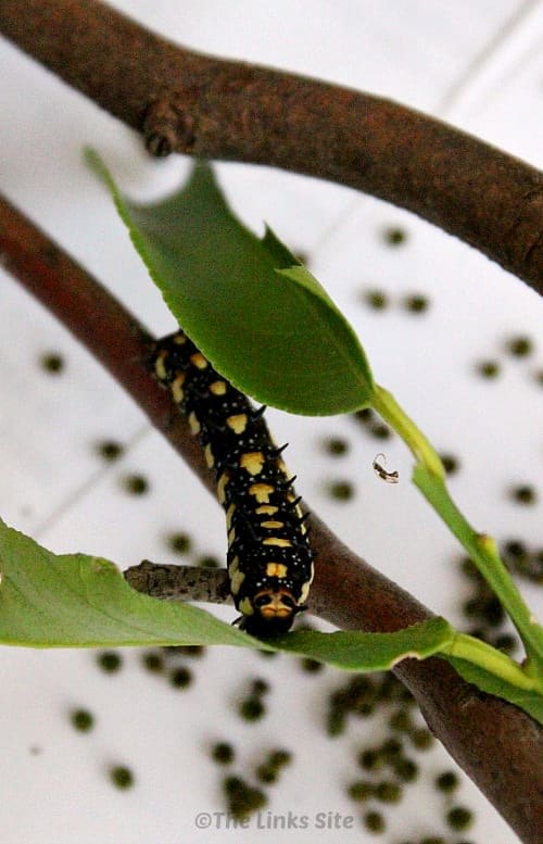 Caterpillars of the dainty swallowtail butterfly love to eat citrus leaves! thelinkssite.com