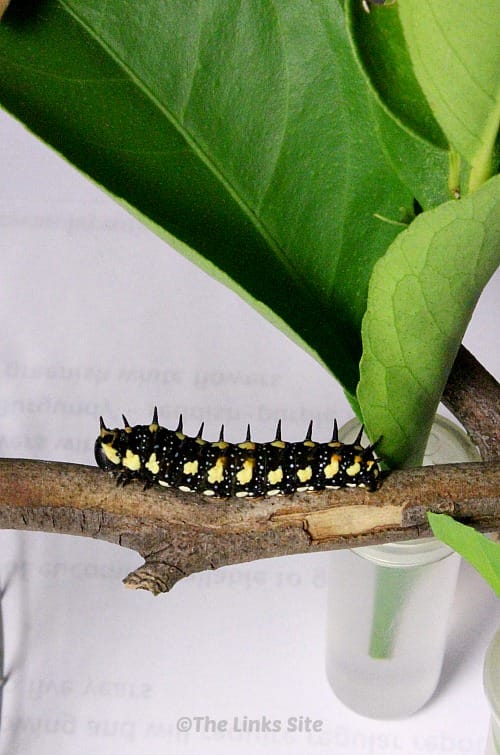 Dainty swallowtail butterfly caterpillar. thelinkssite.com