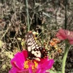 The dainty swallowtail butterflies seemed to love our zinnias! thelinkssite.com