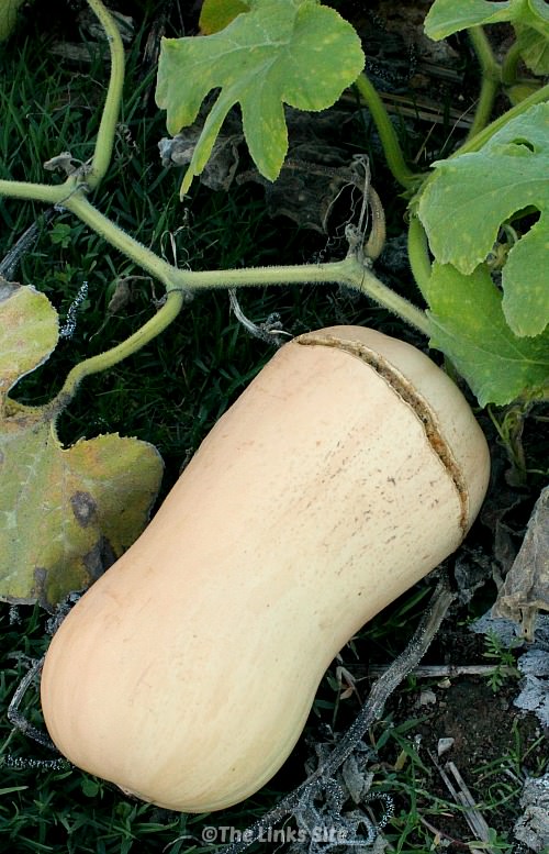 Some hints and tips to help you prevent your butternut pumpkins splitting! thelinkssite.com