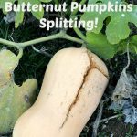 Things to look out for to prevent your butternut pumpkins splitting! thelinkssite.com