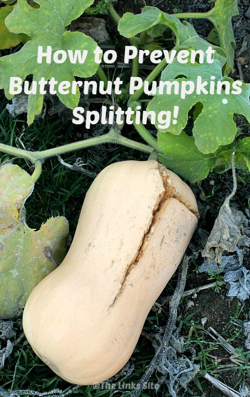 Things to look out for to prevent your butternut pumpkins splitting! thelinkssite.com