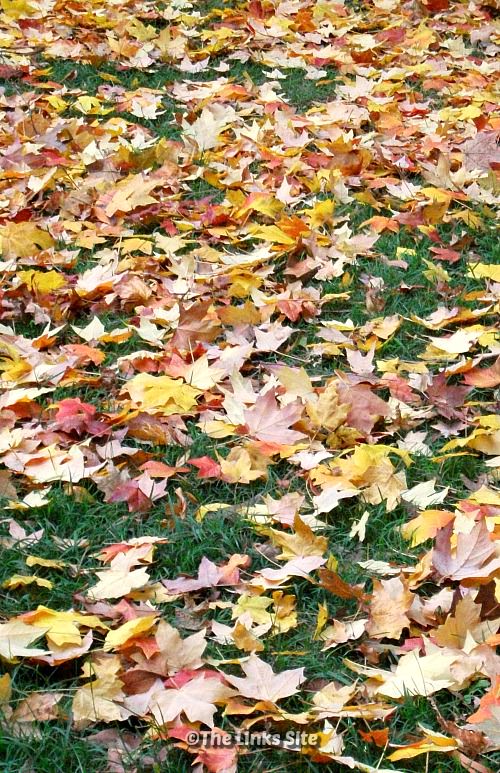 Green lawn covered in fallen maple leaves.