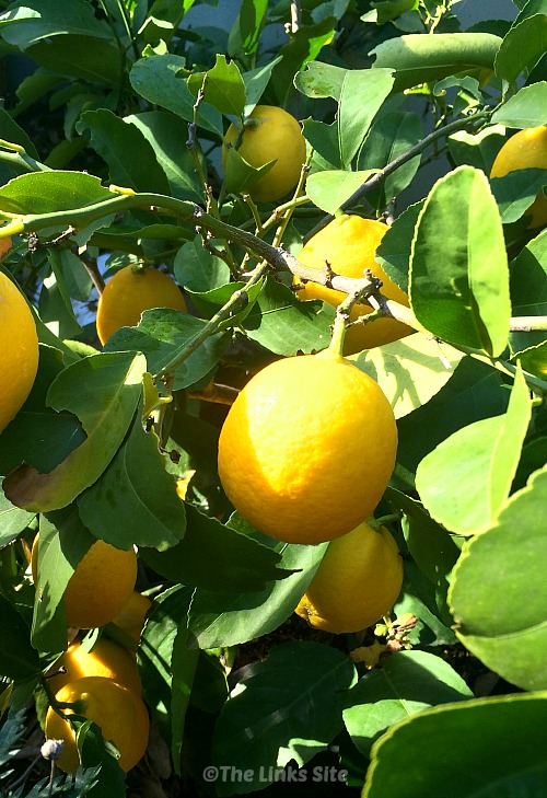Lemon tree with lots of ripe lemons.