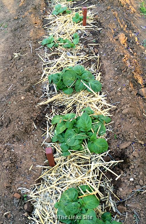 Row of small potato plants with a small amount of straw around each plant.