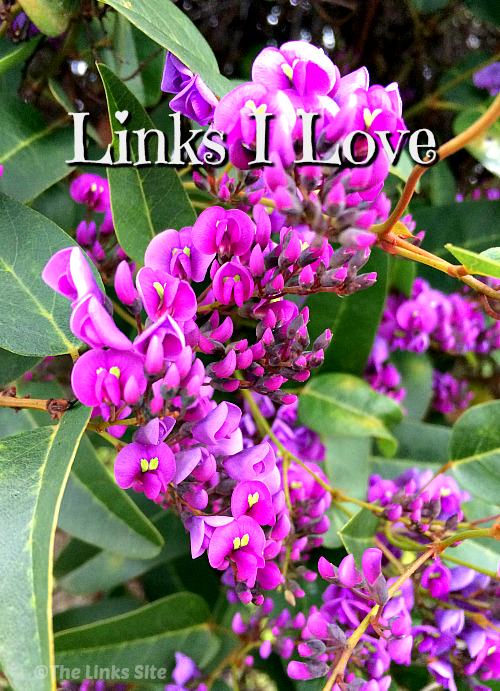 Purple 'happy wanderer' flower with text overlay that says 'Links I Love'.