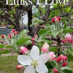 Whether you are into baking, crafting, or gardening you’re sure to love these great links that I found during September! thelinkssite.com