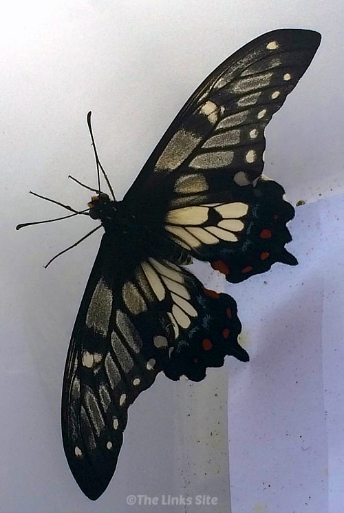 Newly emerged dainty swallowtail butterfly before being released