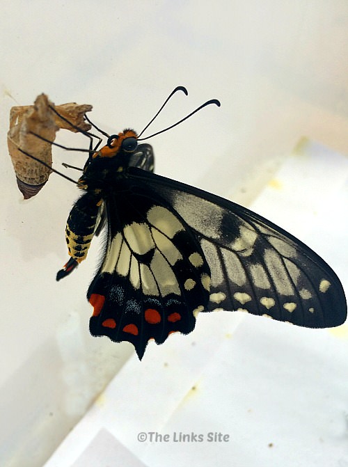 Recently emerged dainty swallowtail butterfly still sitting on its chrysalis. thelinkssite.com