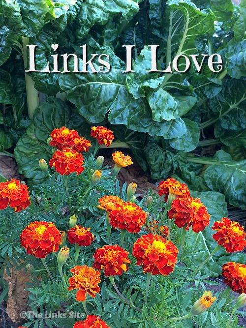 Marigolds and silverbeet that was growing in my garden during March. Text overlay says: Links I Love.