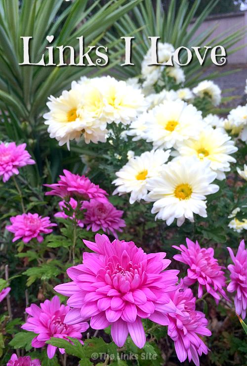 Purple and white chrysanthemums from my garden. Text overlay says: Links I Love.