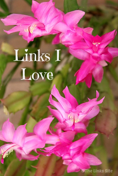 Zygocactus that flowered during June. Text overlay says: Links I Love.