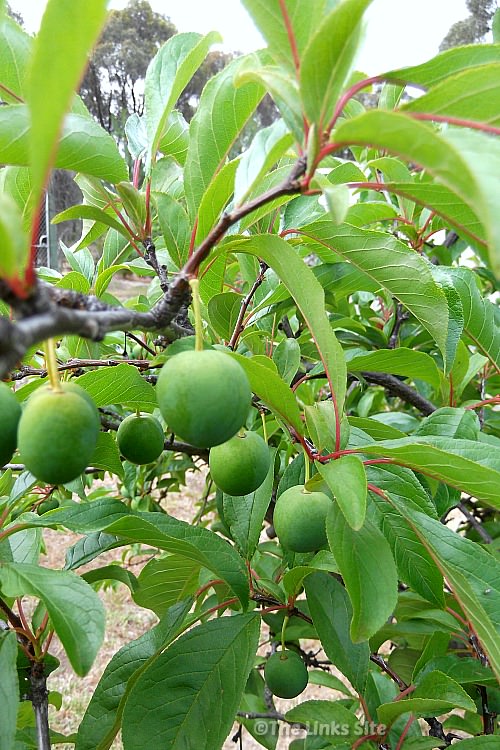 View looking along a branch of a plum tree that has lots of lush green leaves and several green immature plums.
