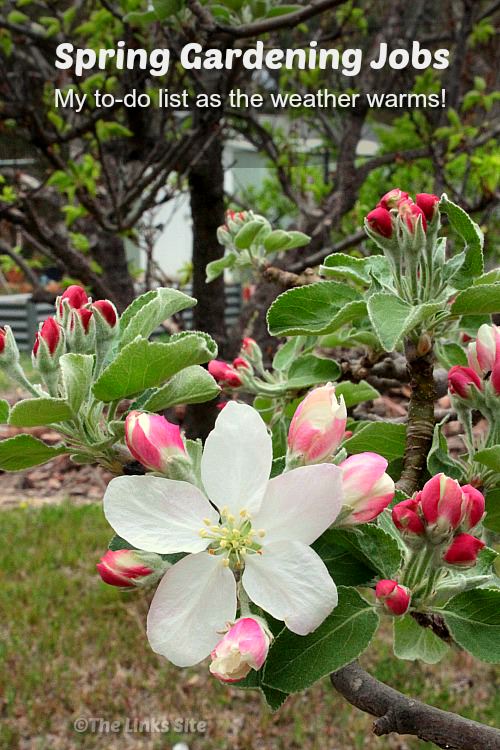 Close up of apple blossom flowers in the foreground. More fruit trees and a garden shed can be seen in the background. Text overlay says: Spring Gardening Jobs, My to-do list as the weather warms!