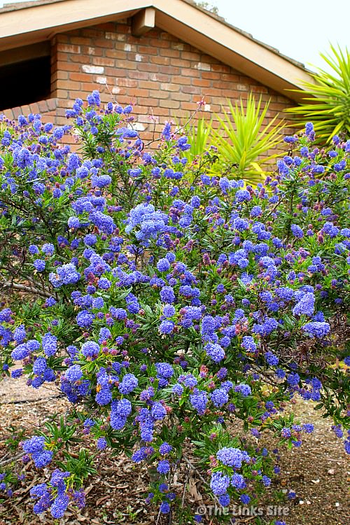 A blue flowering California lilac bush with several yucca plants in the background. The brick end wall of a house can also be seen in the background.