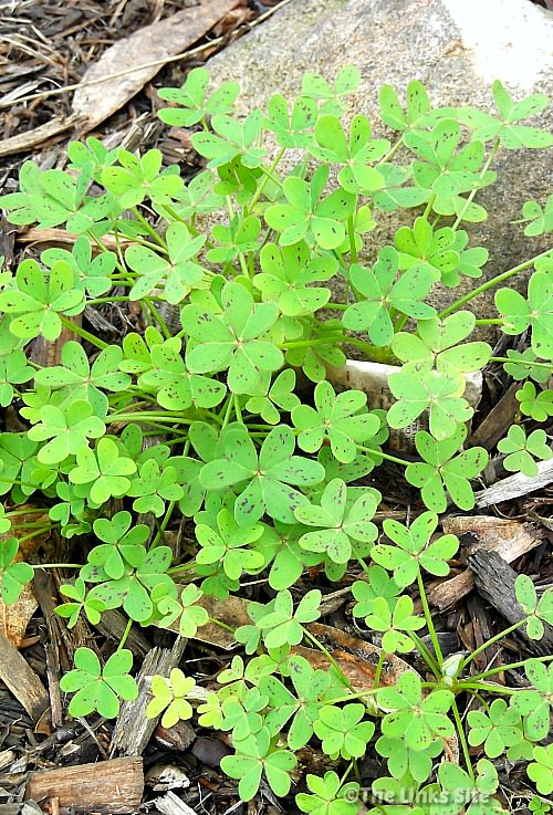 Green oxalis weeds growing next to a rock. Leaf litter and bark chip mulch covers the ground.