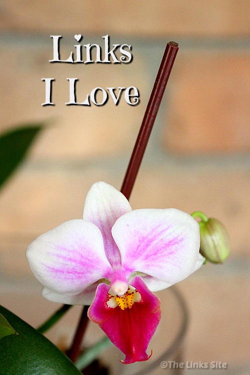 Pink and while orchid flower with text overlay that says Links I Love.