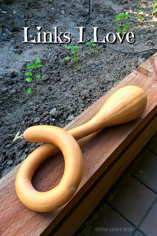 Mature tromboncino sitting on a wooden garden wall. Text overlay says Links I Love.