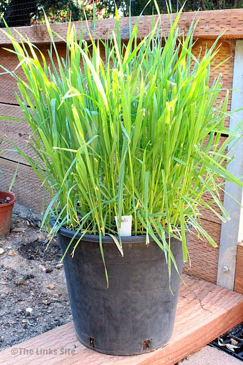 A large black plastic pot filled with tall green wheat shoots is sitting on a wooden garden edge. A wooden garden retaining wall can be seen in the background.