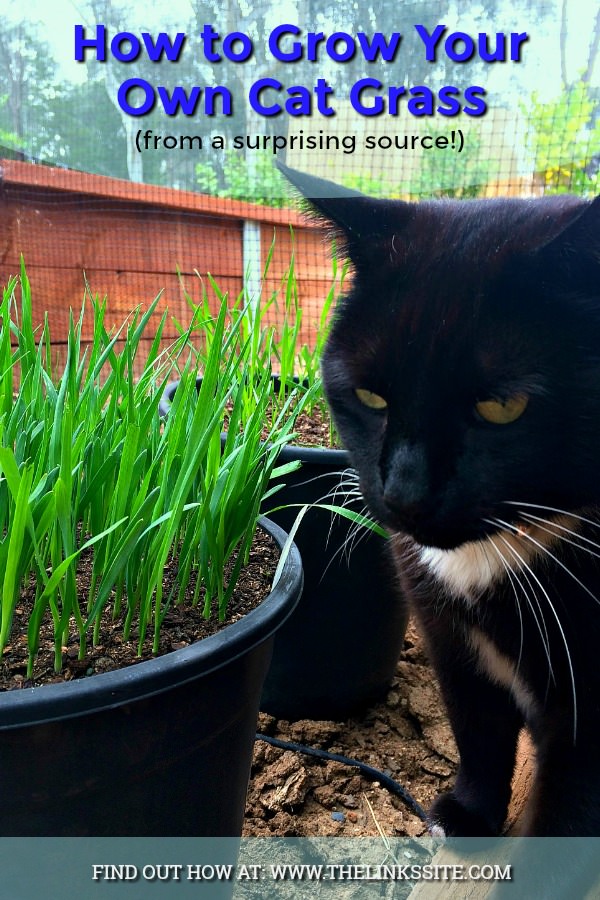 Black and white cat sitting next to two black plastic pots that have fresh green grass shoots growing in them. A garden retaining wall and trees can be seen in the background. Text overlay reads: How to Grow Your Own Cat Grass (from a surprising source!).