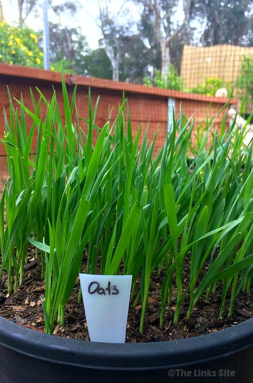 A close up of the top of a back pot that contains lots of tall green oat grass shoots. A plastic label with the word "Oats" is placed in the front of the pot. A garden retaining wall and trees can be seen in the background.