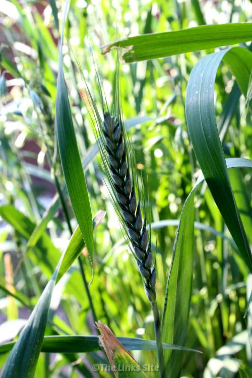 Close up of a green head of wheat among a tall clump of growing wheat grass. 