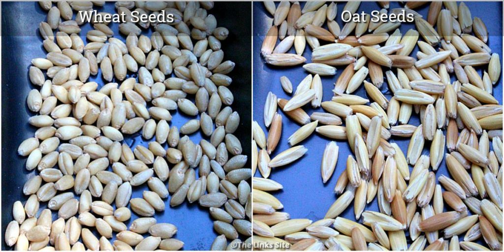 Wide image that is divided into two halves. Left half is of a black container filled with seeds that are labelled "Wheat Seeds". Right half is a black container filled with seeds that are labelled "Oat Seeds".