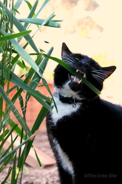 A black and white cat chewing a piece of grass sticking out from a clump of tall oat grass.