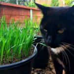The cat grass that I have grown myself has been a huge hit with our cats Maddy and Wally! thelinkssite.com