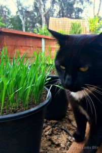 The cat grass that I have grown myself has been a huge hit with our cats Maddy and Wally! thelinkssite.com