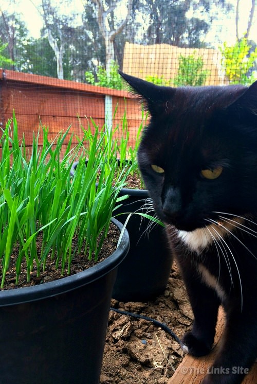Black and white cat sitting next to two black pots that have fresh green grass shoots growing in them. A garden retaining wall and trees can be seen in the background.