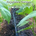 How I use a soaker hose in my vegetable garden to save a ton of time watering! thelinkssite.com